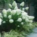 Hortensia paniculata Limelight c3